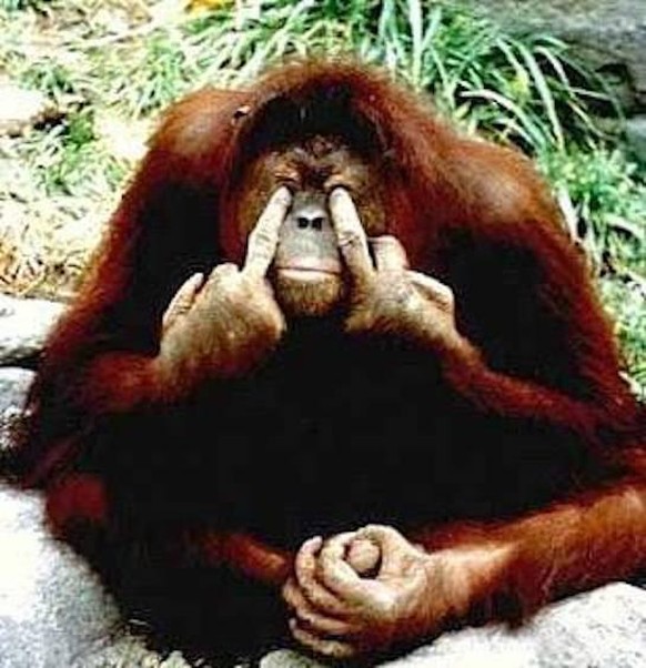 Lustige Tierbilder X: Heute mit einer besonders hässigen Eule\nDrei Finger Louie.