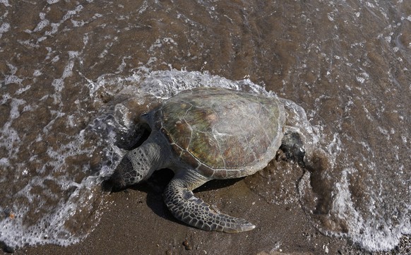 FILE - A dead green sea turtle washes up on the beach in the Khor Kalba Conservation Reserve, in the city of Kalba, on the east coast of the United Arab Emirates, Tuesday, Feb. 1, 2022. More than one  ...