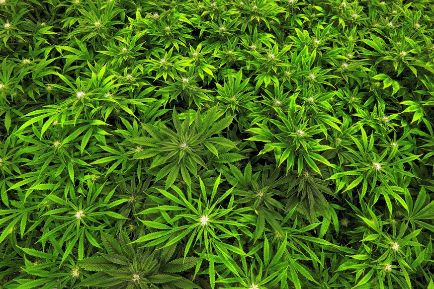 FILE - In this Sept. 15, 2015 file photo, marijuana grows at the Ataraxia medical marijuana cultivation center in Albion, Ill. The Obama administration will keep marijuana on the list of the most dang ...