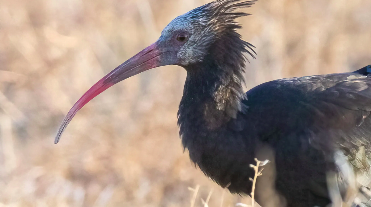 Waldrapp Knubbel