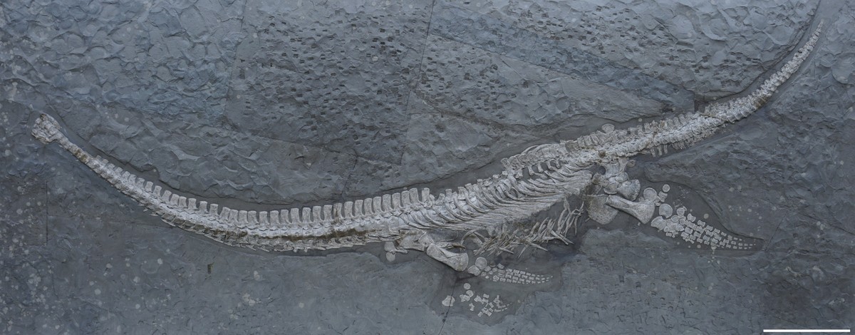 Meerestier vor rund 183 Millionen Jahren und gehörte zu den Plesiosauriern
