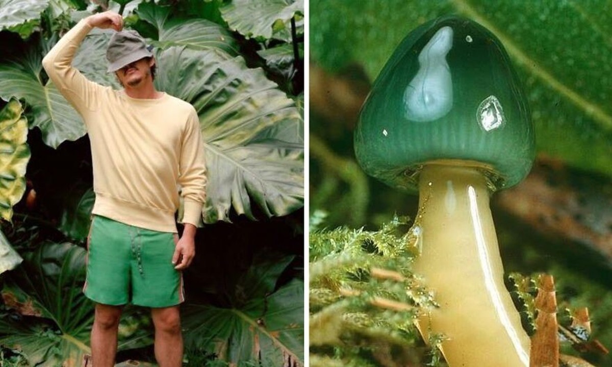 pedro pascal als pilz

https://twitter.com/Pandamoanimum