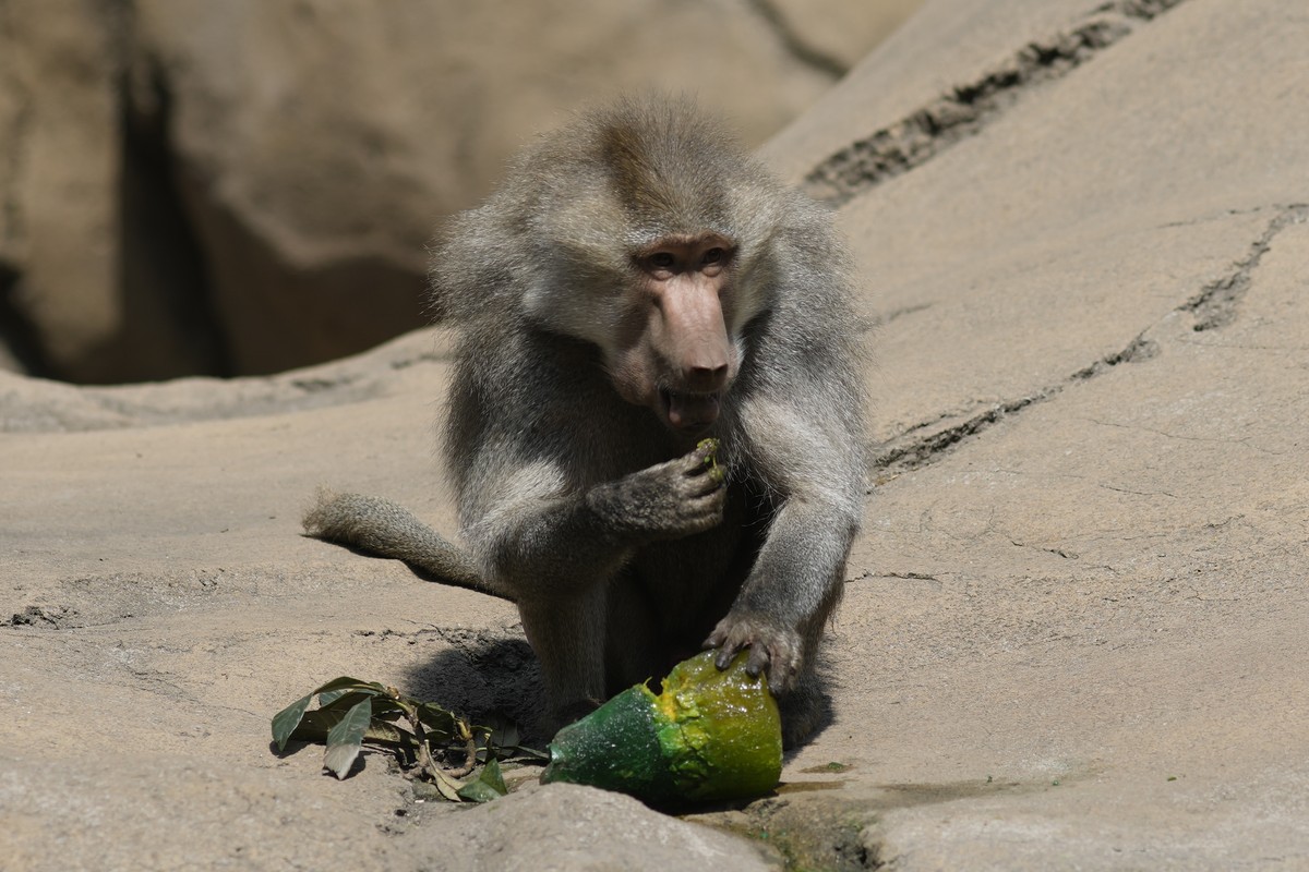 A baboon eats a frozen treat in its enclosure at the Chapultepec Zoo as staff work to keep the animals cool amid a continuing heat wave and drought, in Mexico City, Friday, June 7, 2024. (AP Photo/Edu ...
