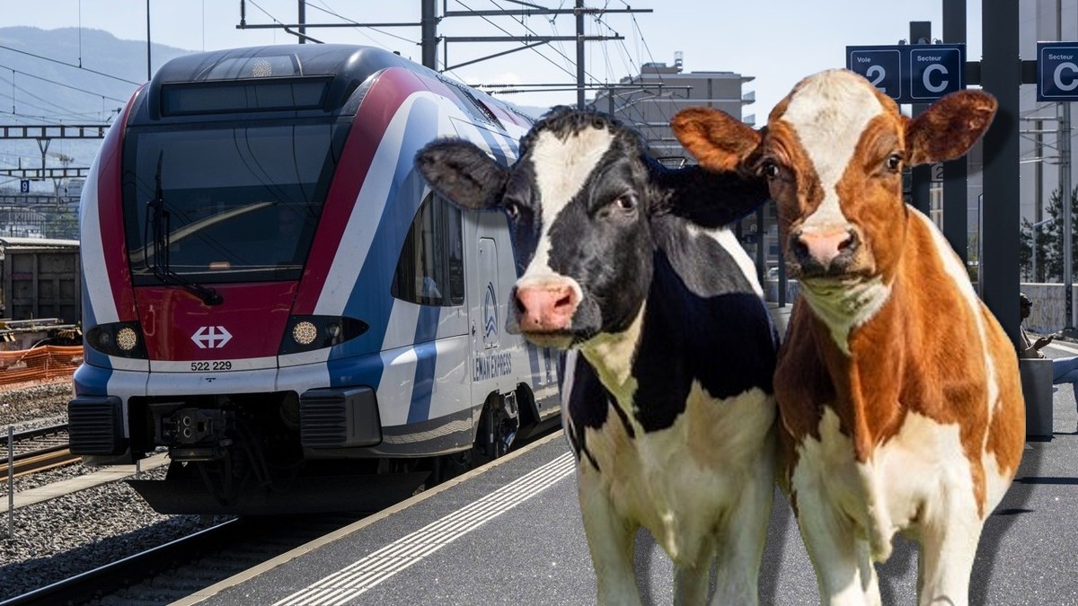 Des vaches affolées ont transformé une ligne paisible en scène de cauchemar ferroviaire (image d'illustration).