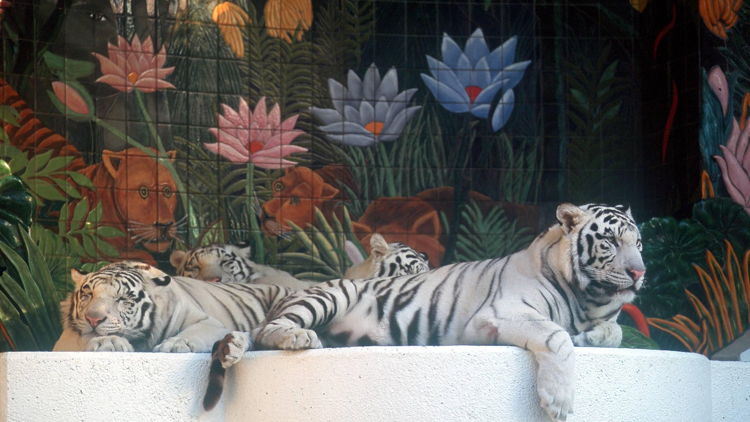 2002 Weiße Tiger der Magier Siegfried und Roy lungern im Mirage Hotel in Las Vegas