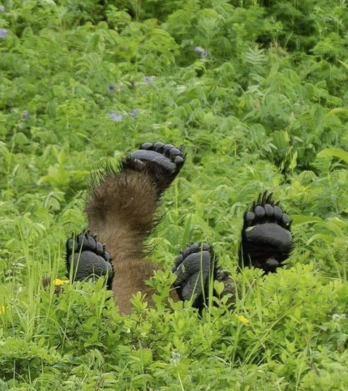 Cute News: Die herzigsten und besten Tierbilder der Woche: Bär