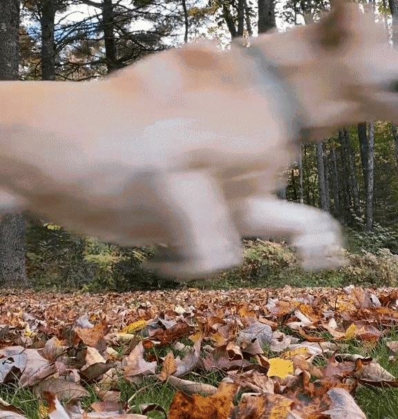 Animated GIF