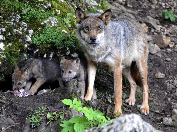 ZUM ENTSCHEID DES STAENDERATS, DEN SCHUTZ DES WOLFS NICHT AUFZUHEBEN, STELLEN WIR IHNEN AM MITTWOCH 9. MAERZ 2016 FOLGENDES BILDMATERIAL ZUR VERFUEGUNG --- Two wolf cubs born end of May eat under the  ...