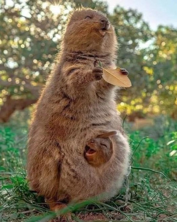 Quokka