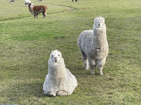 cute news tier llama oder alpaka

https://imgur.com/t/aww/eRygo38