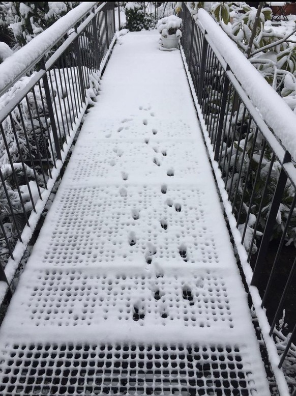 Nur hier und heute! Die 28 besten und lustigsten Fails der Woche!\nNicht von diesem Winter, aber meine Katze mag den Schnee auch nicht so 仍