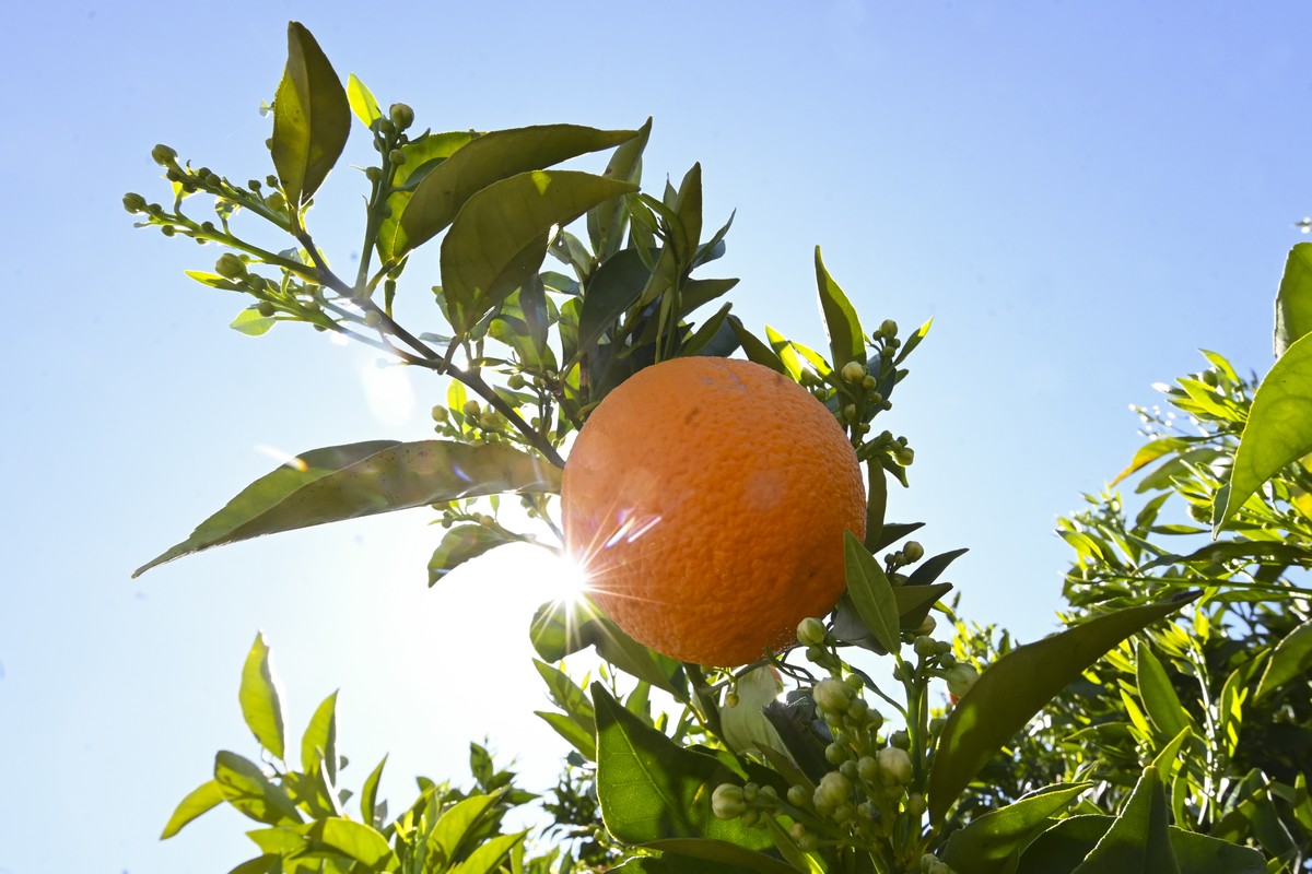 epa08728370 An orange hangs on a tree at a farm near Leeton, New South Wales, Australia, 01 October 2020 (issued 08 October 2020). Australia's fruit and vegetable farmers are short 26,000 workers ...