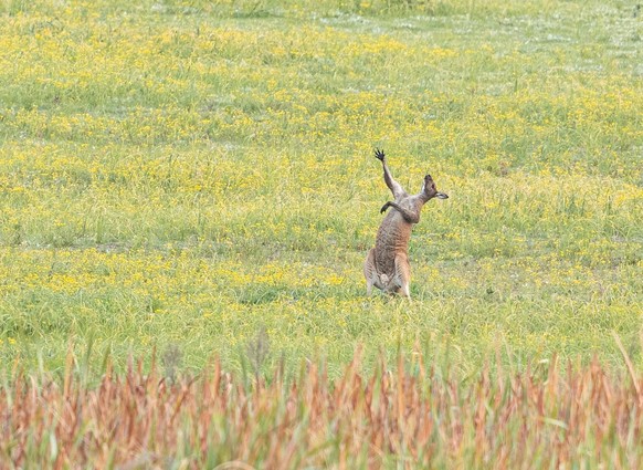 Comedy Wildlife Photo Award 2021 Comedywildlifephoto.com