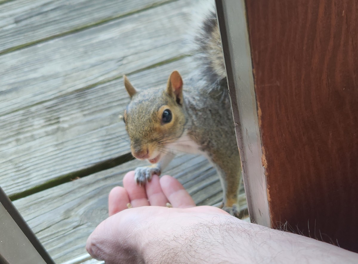 cute news tier eichhörnchen

https://www.reddit.com/r/squirrels/comments/1cxf6gq/good_eye_contact_firm_handshake_willing_to_work/