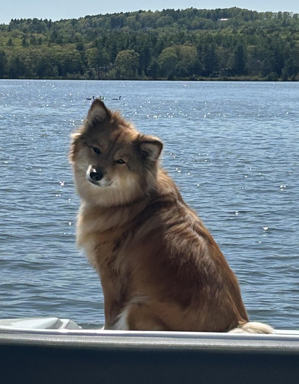 Hund auf Boot