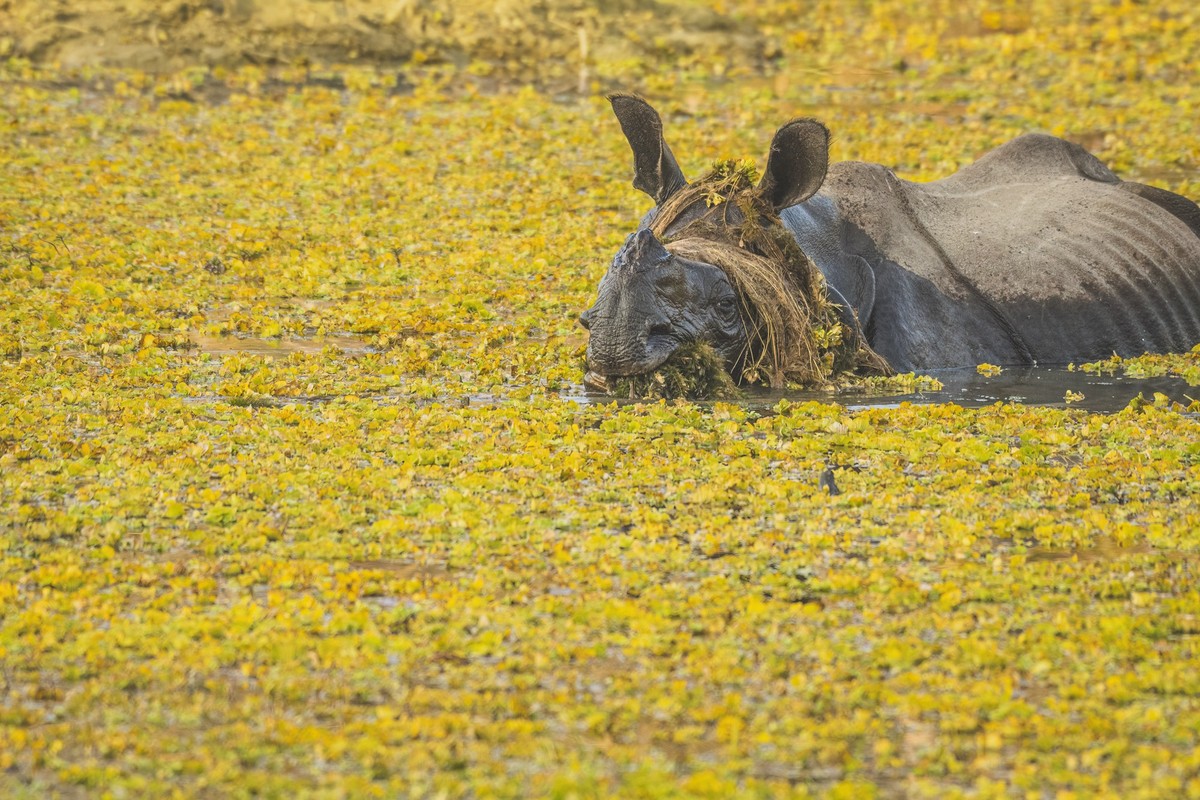 Le rhinocéros plonge sous l'eau pour chercher de la nourriture et refait surface avec une «coiffure» de plantes aquatiques, au Népal.