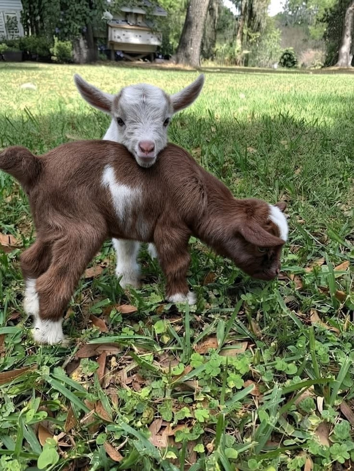 cute news ziegen

https://ch.pinterest.com/pin/1121888957219165373/
