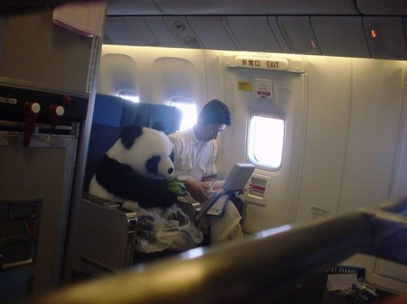 Pandabär im Flugzeug