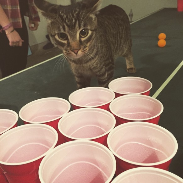 Katze spielt Beerpong
https://imgur.com/gallery/o3C7pWU