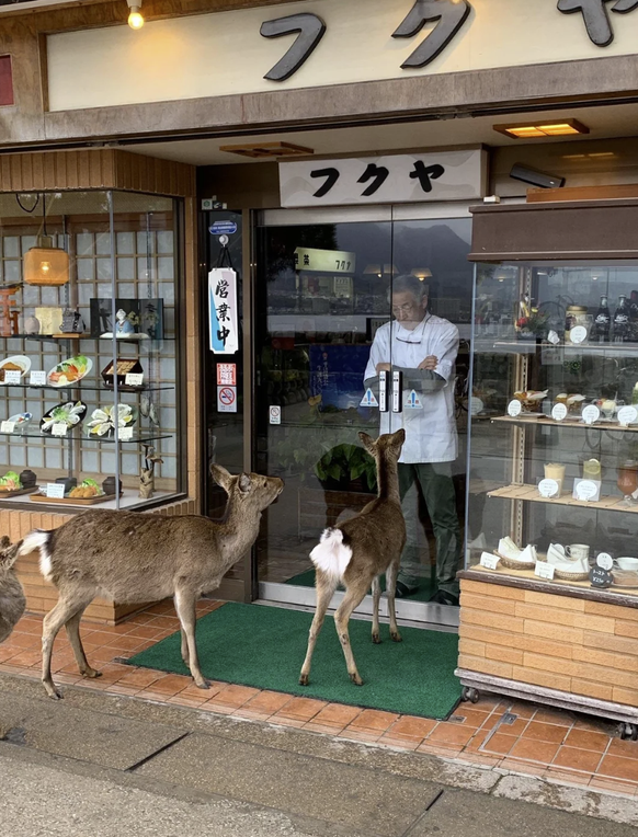 Die lustigsten Tierbilder der Woche: Hirsche in Japan