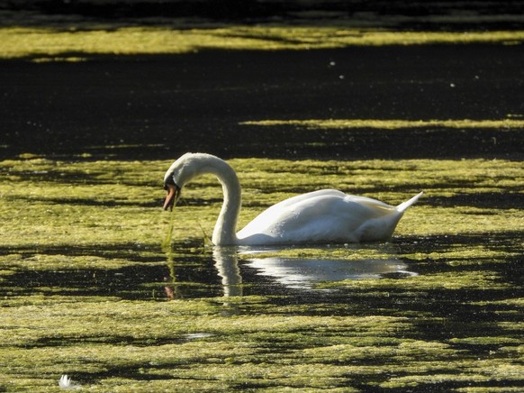 cntv-Schwan sucht einen Algen freien Platz im Wasser der Wanse.Der Algenwuchs aufgrund der Waerme nimmt immer mehr zu Der M�hlenteich im Hamburg Wandsbek ist zu gro�en Teilen mit Algen bedeckt 21.08.2 ...