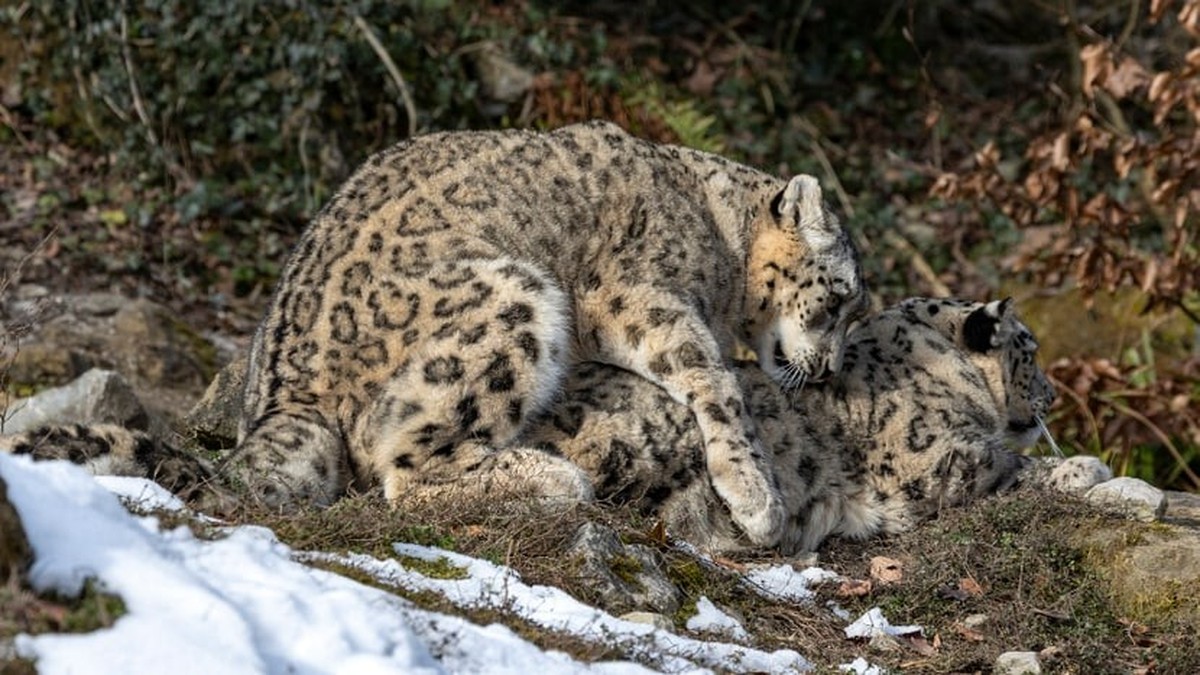 Comment tout a commencé: l'accouplement de Saida et Shahrukh au zoo de Zurich.
