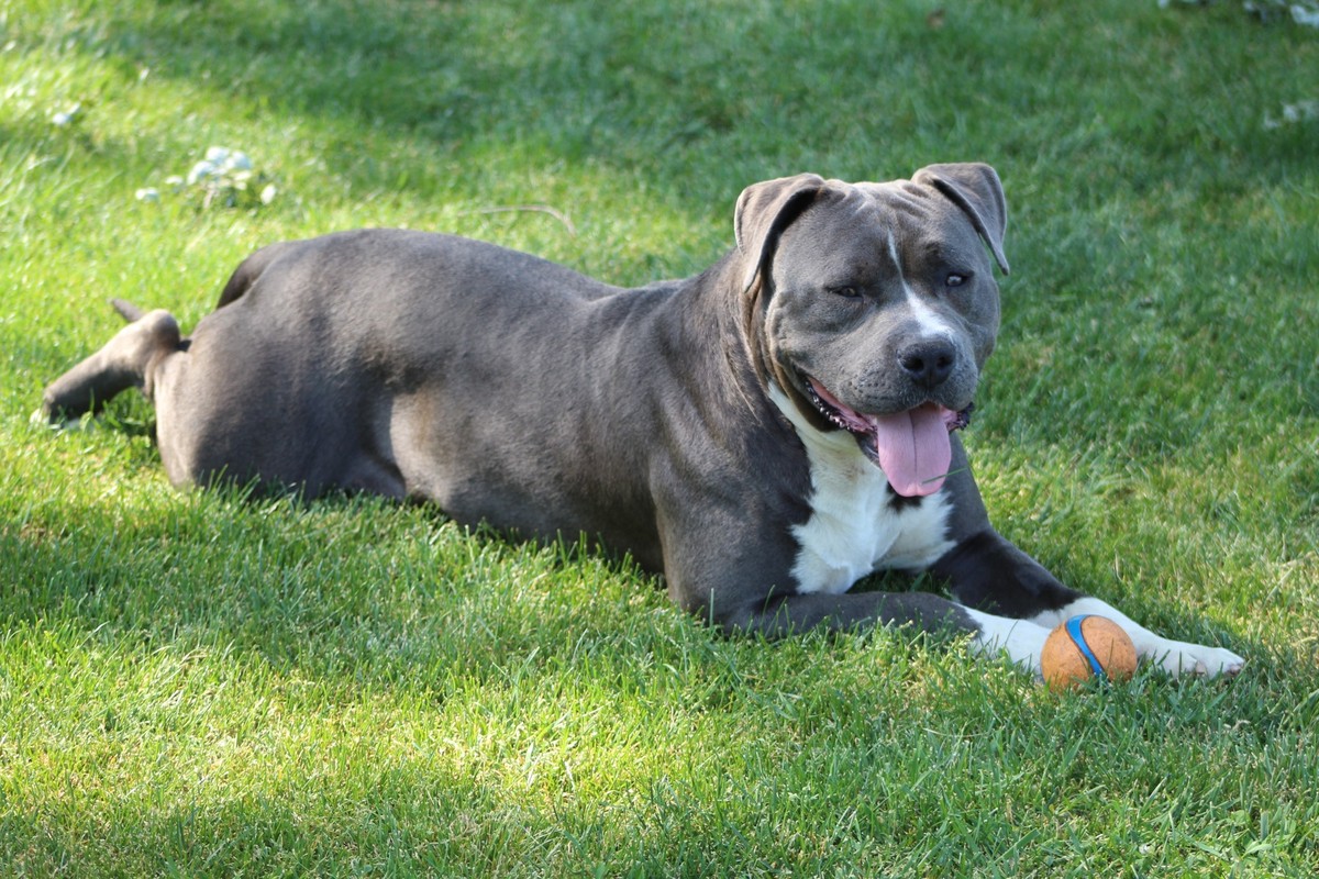 XL Bully Hund Dog