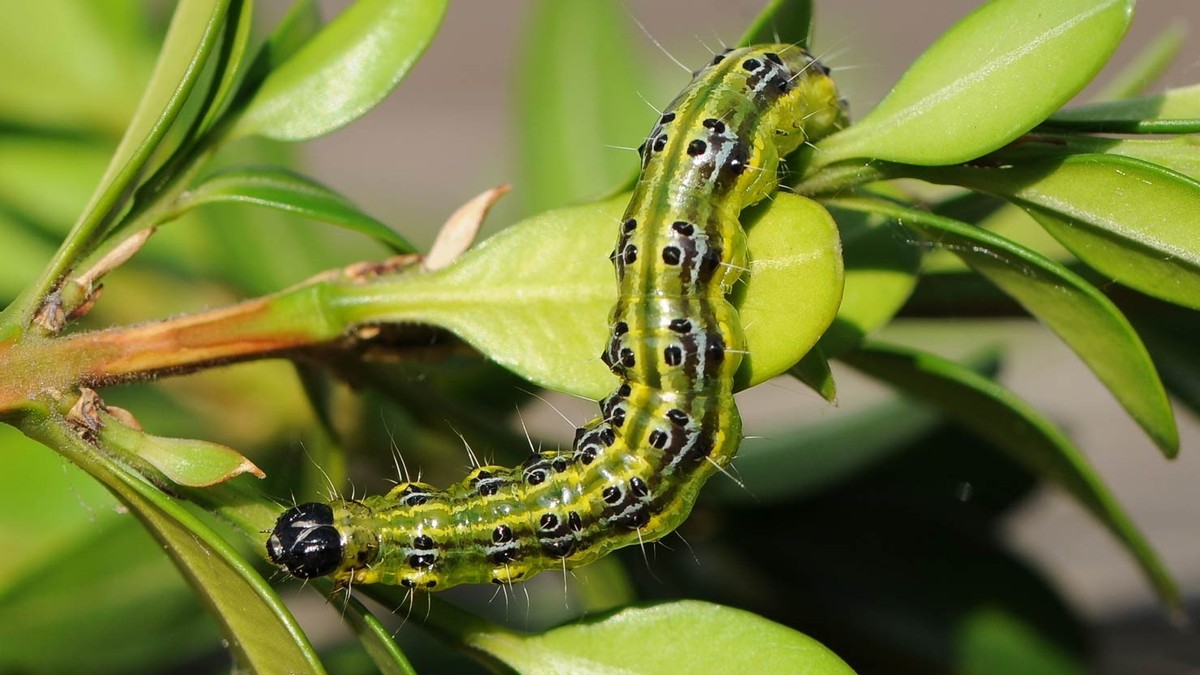 Fledermaus