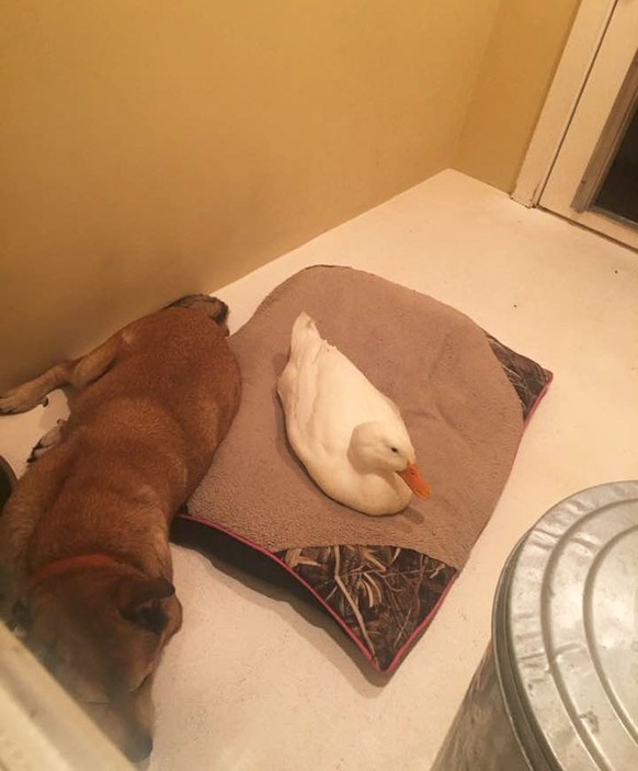 George und seine Ente, Hund
Cute News
https://imgur.com/gallery/DKPFL