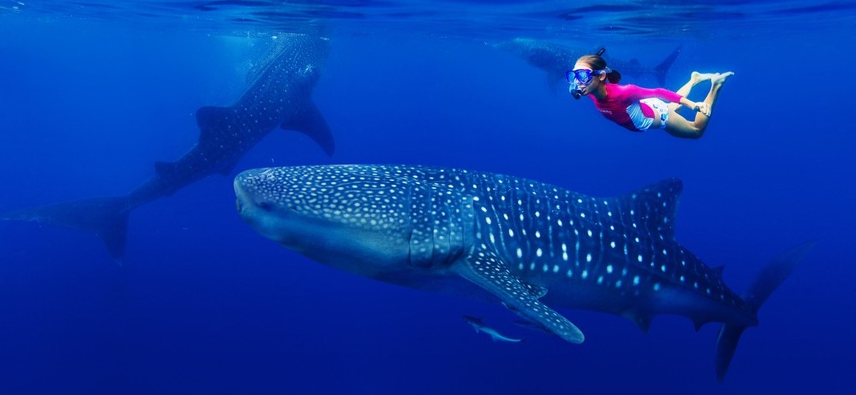 Walhai (Rhincodon typus)