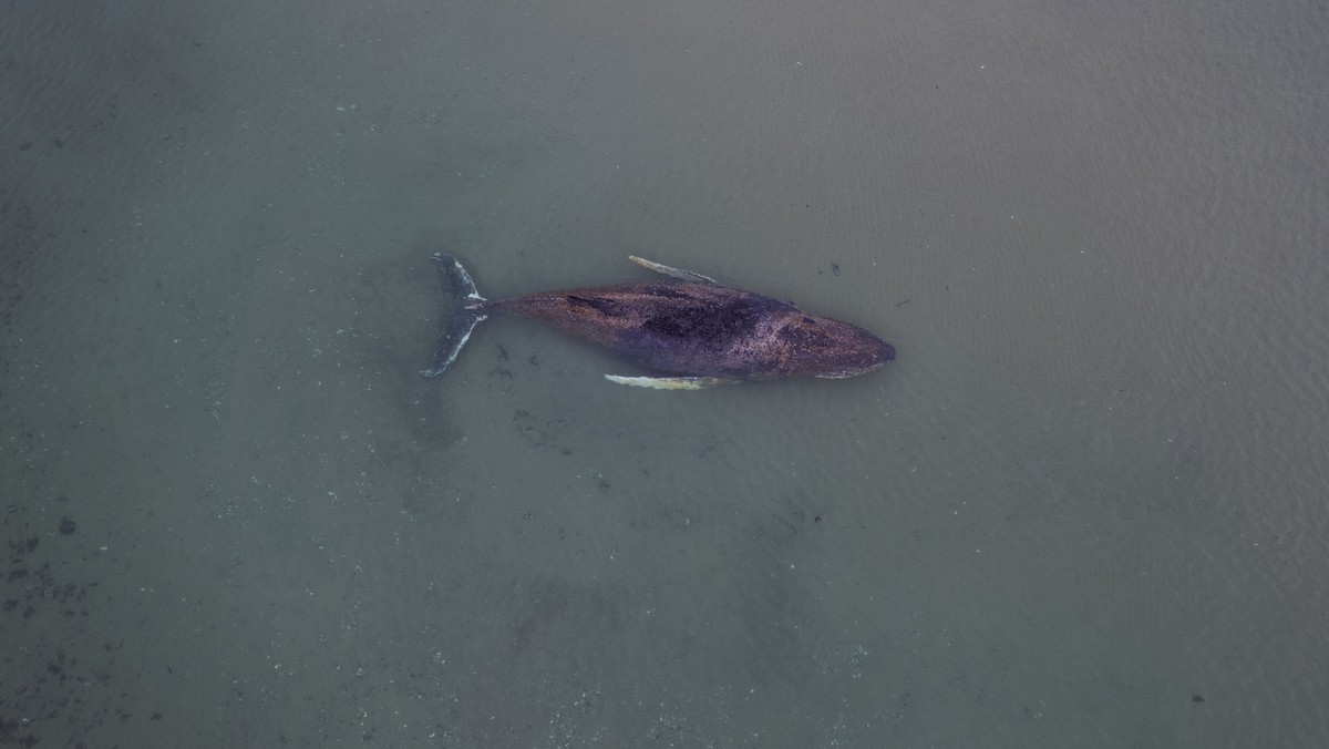 epa12850546 A handout photo made available by the non-profit marine conservation organization Sea Shepherd shows a beached whale lying in the waters of the Baltic Sea near Niendorf harbor in Timmendor ...