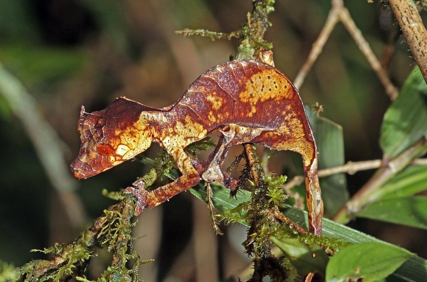 Gespenst-Plattschwanzgecko (Uroplatus phantasticus).