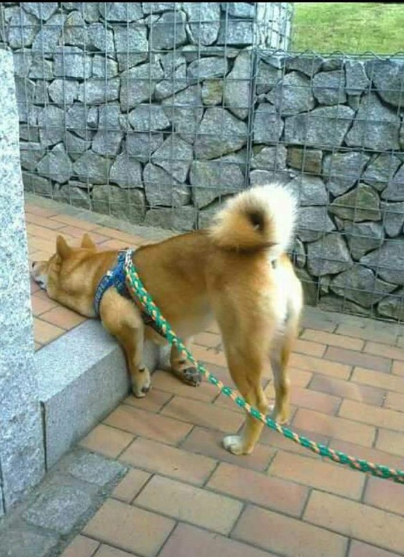 Schusseliger Hund
Cute News
https://imgur.com/gallery/wjUOz
