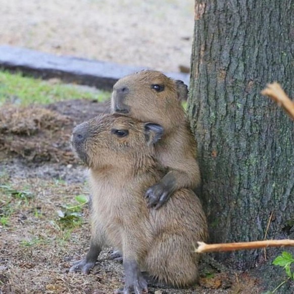 cute news tier capybara

https://www.instagram.com/p/C2eL78aSpya/?img_index=0