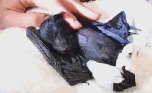 1 RГ¤tsel + 24 Tierbilder, damit der Freitag schneller vorГјbergeht. WER IST DABEI?
Aww рџҐ°