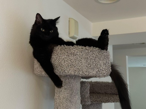 cute news animal cat https://imgur.com/t/aww/kEC0t1p