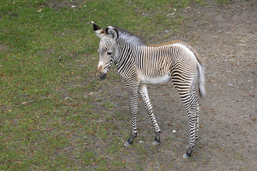 Grevyzebra Equus grevy; Junges; Fohlen