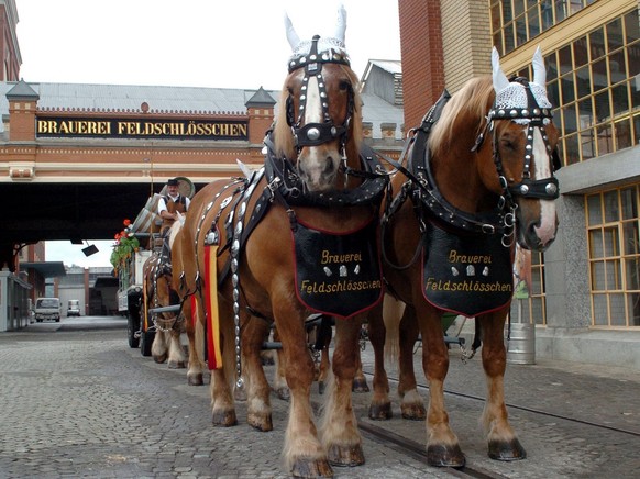 HANDOUT - Der imposante Sechsspaenner von Feldschloesschen ist der einzige Bierfuhrwagen in der Schweiz, der von sechs staemmigen Brauereipferden gezogen wird, undatierte Aufnahme. Als Sechsspaenner m ...