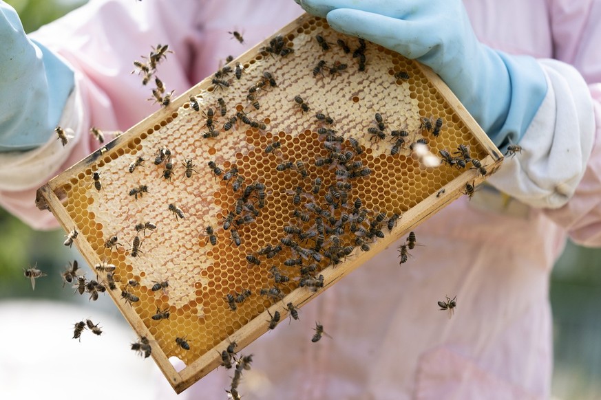 Der Imker Klaus Mueller nimmt am Ende der Saison die Rahmen eines Bienenstocks heraus, um den von den Bienen produzierten Honig zu sammeln, fotografiert am Donnerstag, 28. Juli 2022 auf dem Dach des Q ...