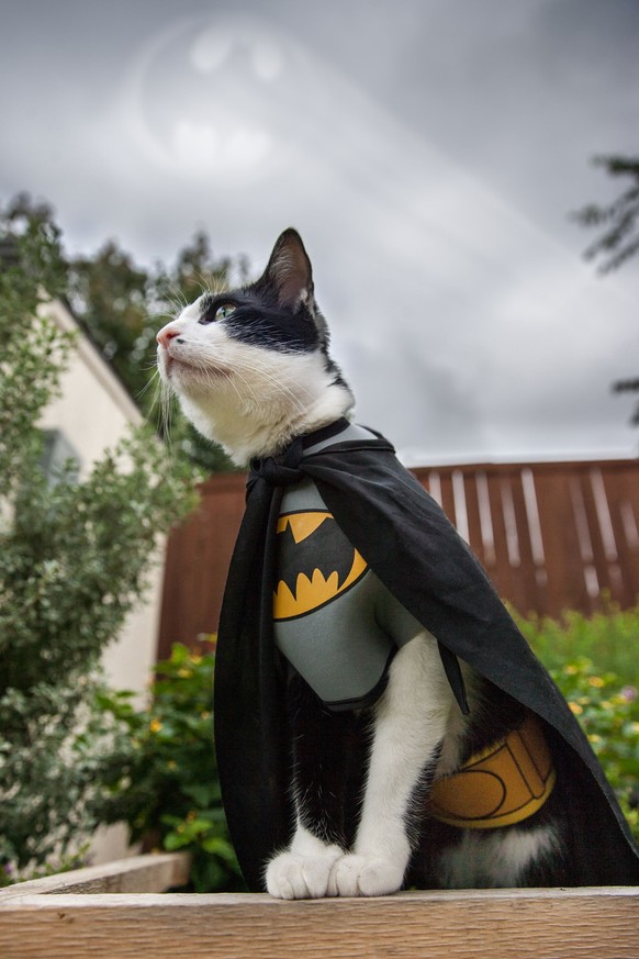 Batman-Katze

http://imgur.com/gallery/jrYX8d8