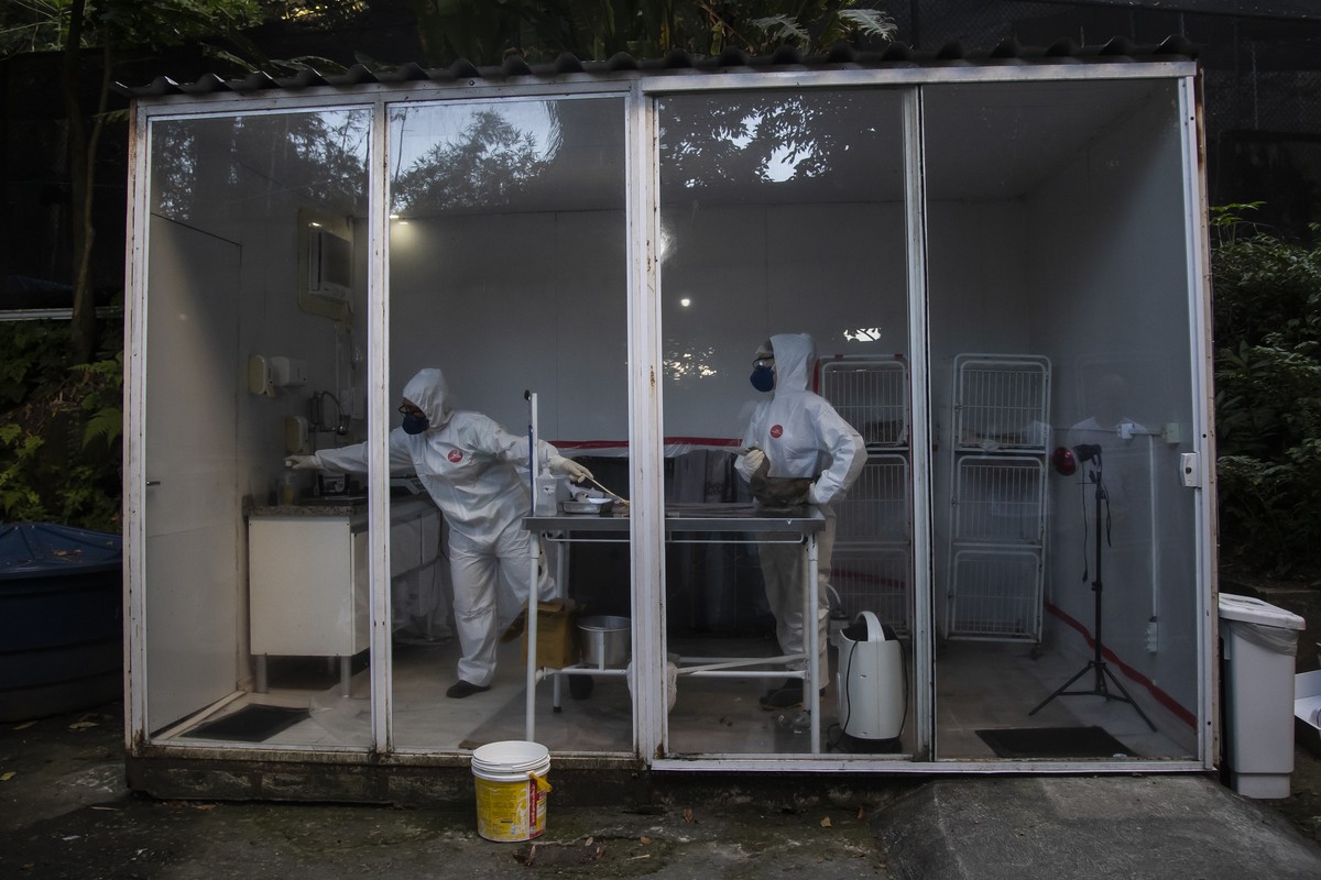 Veterinarian Mariana Cadena, left, and zookeeper and biologist Fernanda Short collect blood from a Sula Leucogaster bird that is in the first stage of quarantine as it is investigated for bird flu at  ...