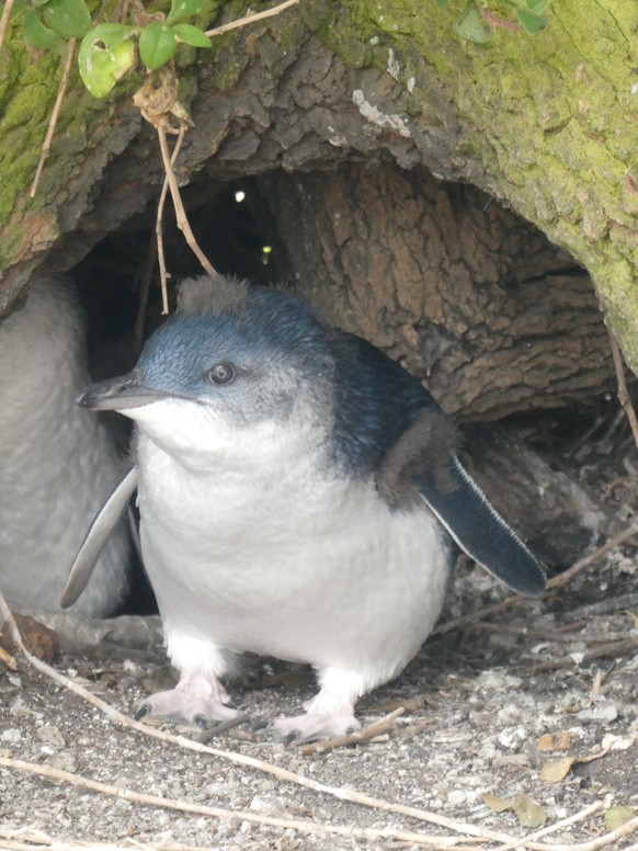 zwergpinguin