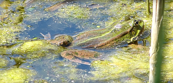 Der fiese Eindringling in flagranti.