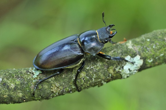Stag Beetle female Switzerland PUBLICATIONxINxGERxSUIxAUTxONLY Copyright: ThomasxMarent 10989772