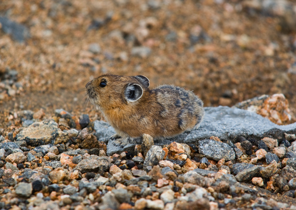Pika
https://www.flickr.com/photos/gallaherphoto/