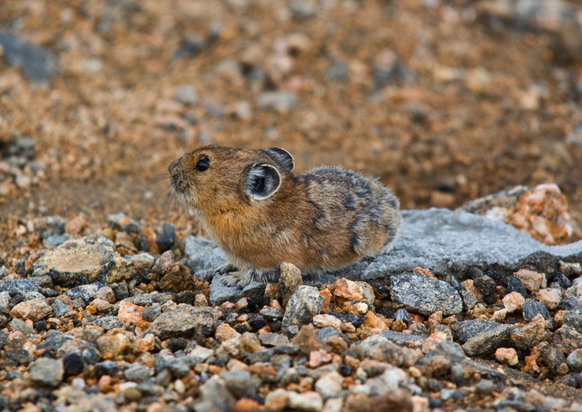 Pika

https://www.flickr.com/photos/gallaherphoto/