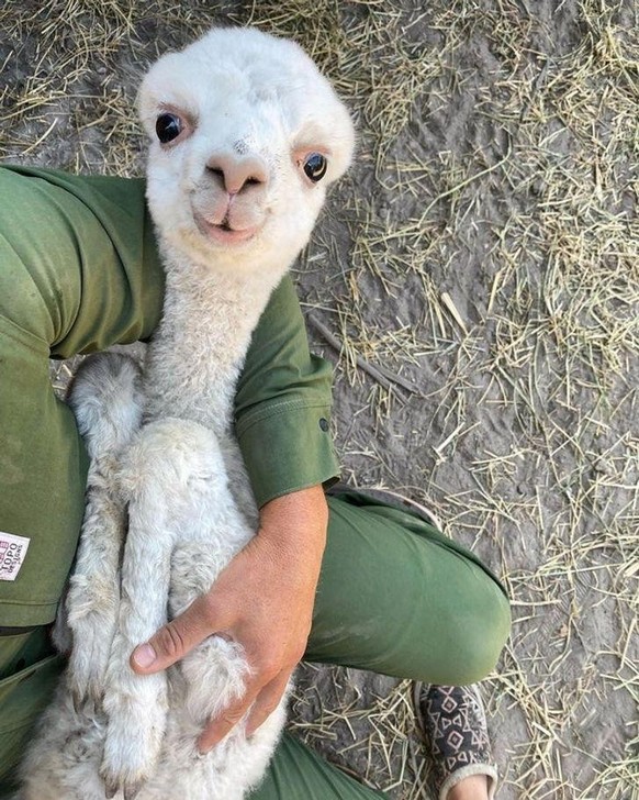 cute news animal tier lamm schaf
https://imgur.com/t/aww/eOEheAe