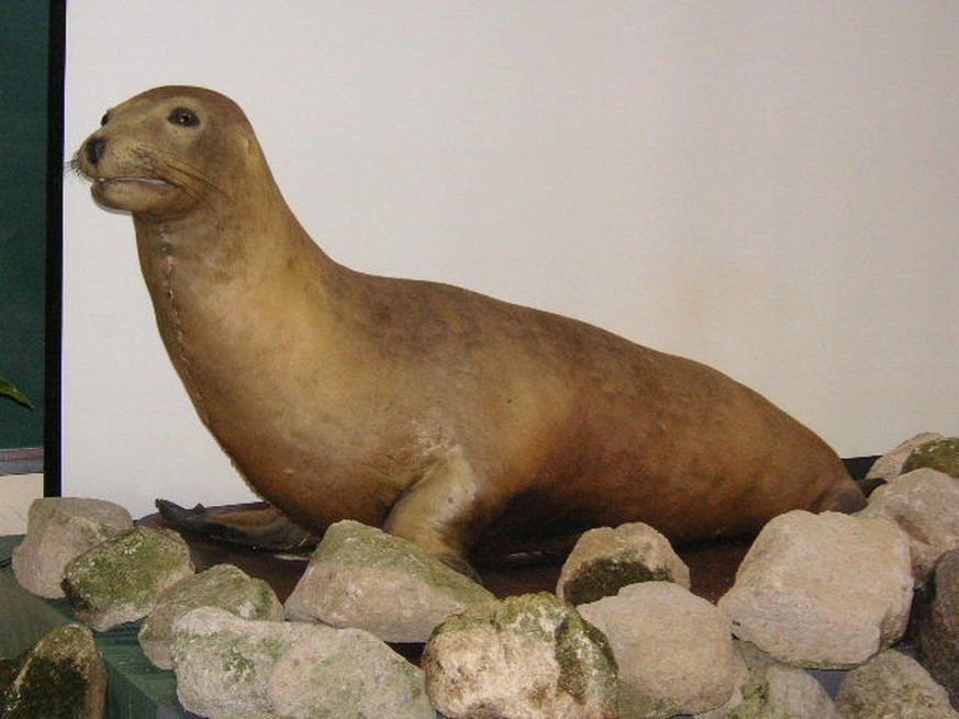 Japanischer Seelöwe
Japanese sea lion (Zalophus japonicus)