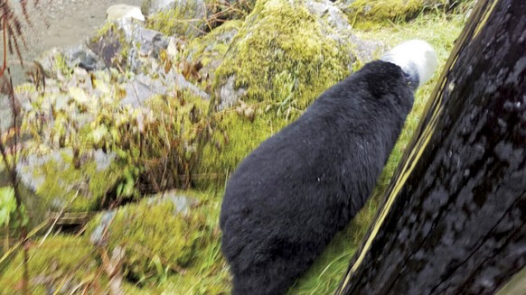 Mit einem Einmachglas auf dem Kopf auf Tour: Ein Schwarzbär in Alaska.<br data-editable="remove">