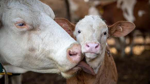 &lt;p&gt;Besuch auf dem Milchhof der Familie Kurz in Hürm, Niederösterreich, mit einer Milchkuh und ihrem Kalb. Bild: FOUR PAWS&lt;/p&gt;